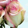 Rose Cezanne 50 cm. : Wholesale Flowers : Floral Supplies