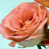 Rose Big Fun 50 cm. : Wholesale Flowers : Floral Supplies