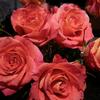 Rose Big Fun 50 cm. : Wholesale Flowers : Floral Supplies
