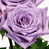 Rose Avant Garde 50 cm. : Wholesale Flowers : Floral Supplies