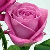 Rose Aqua 50 cm. : Wholesale Flowers : Floral Supplies