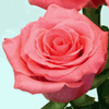 Rose Amsterdam 50 cm. : Wholesale Flowers : Floral Supplies