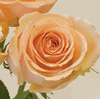 Rose Versilla 50 cm. : Wholesale Flowers : Floral Supplies