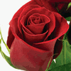 Rose Forever Young 50 cm. : Wholesale Flowers : Floral Supplies