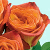 Rose Fiction 50 cm. : Wholesale Flowers : Floral Supplies