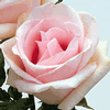 Rose Fenice 50 cm. : Wholesale Flowers : Floral Supplies