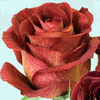 Rose Estelle 50 cm. : Wholesale Flowers : Floral Supplies