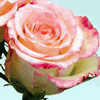 Rose Duett 50 cm. : Wholesale Flowers : Floral Supplies