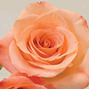 Rose Donna 50 cm. : Wholesale Flowers : Floral Supplies