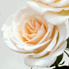 Rose Crystal 50 cm. : Wholesale Flowers : Floral Supplies