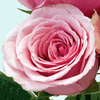 Rose Geraldine 50 cm. : Wholesale Flowers : Floral Supplies