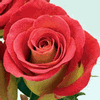Rose Friendship 50 cm. : Wholesale Flowers : Floral Supplies