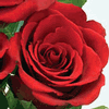 Rose Opium 50 cm. : Wholesale Flowers : Floral Supplies