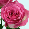 Rose Malibu 50 cm. : Wholesale Flowers : Floral Supplies
