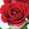 Rose Latin Lady 50 cm. : Wholesale Flowers : Floral Supplies