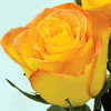 Rose Kerio 50 cm. : Wholesale Flowers : Floral Supplies