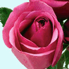 Rose Hot Princess 50 cm. : Wholesale Flowers : Floral Supplies