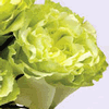 Rose Green Tea 50 cm. : Wholesale Flowers : Floral Supplies
