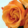 Rose Voodoo 50 cm. : Wholesale Flowers : Floral Supplies