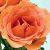 Rose Tropical Amazon 50 cm. : Wholesale Flowers : Floral Supplies