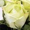 Rose Super Green 50 cm. : Wholesale Flowers : Floral Supplies