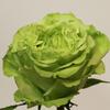 Rose Super Green 50 cm. : Wholesale Flowers : Floral Supplies