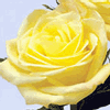 Rose Skyline 50 cm. : Wholesale Flowers : Floral Supplies