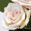 Rose Sahara 50 cm. : Wholesale Flowers : Floral Supplies