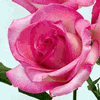 Rose Rossini 50 cm. : Wholesale Flowers : Floral Supplies