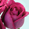 Rose Ravel 50 cm. : Wholesale Flowers : Floral Supplies