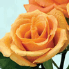 Rose Orange Unique 50 cm. : Wholesale Flowers : Floral Supplies