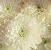 Cremon Mum White : Wholesale Flowers : Floral Supplies