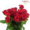 Sweetheart Roses Red : Wholesale Flowers : Floral Supplies