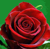Rose Tinto 50 cm. : Wholesale Flowers : Floral Supplies