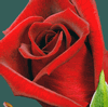 Rose Cherry Love 50 cm. : Wholesale Flowers : Floral Supplies