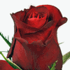 Rose Pavarotti 50 cm. : Wholesale Flowers : Floral Supplies