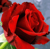 Rose Sexy Red 50 cm. : Wholesale Flowers : Floral Supplies