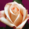 Rose Engagement 50 cm. : Wholesale Flowers : Floral Supplies