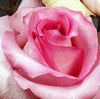 Rose Priceless 50 cm. : Wholesale Flowers : Floral Supplies