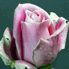Rose Rosita Vendella 50 cm. : Wholesale Flowers : Floral Supplies
