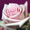 Rose Sophie 50 cm. : Wholesale Flowers : Floral Supplies