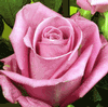 Rose Soulmate 50 cm. : Wholesale Flowers : Floral Supplies