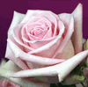 Rose Sweet Akito 50 cm. : Wholesale Flowers : Floral Supplies