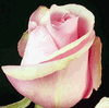 Rose Titanic 50 cm. : Wholesale Flowers : Floral Supplies