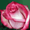 Rose Vogue 50 cm. : Wholesale Flowers : Floral Supplies