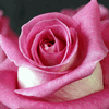 Rose Attache 50 cm. : Wholesale Flowers : Floral Supplies