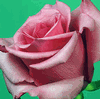 Rose Eliza 50 cm. : Wholesale Flowers : Floral Supplies