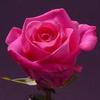 Rose Eliza 50 cm. : Wholesale Flowers : Floral Supplies