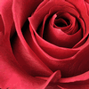 Rose Topaz 50 cm. : Wholesale Flowers : Floral Supplies