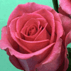 Rose Shocking Versilia 50 cm. : Wholesale Flowers : Floral Supplies